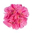 Muškát, pelargonie páskatá 'Survivor Idols Pink Batik' - Pelargonium zonale 'Survivor Idols Pink Batik'