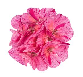 Muškát, pelargonie páskatá 'Survivor Idols Pink Batik' - Pelargonium zonale 'Survivor Idols Pink Batik'