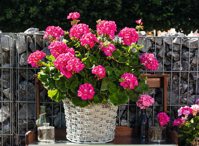 Muškát, pelargonie páskatá 'Green Idols Rose With Eye' - Pelargonium zonale 'Green Idols Rose With Eye'