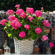 Muškát, pelargonie páskatá 'Green Idols Rose With Eye' - Pelargonium zonale 'Green Idols Rose With Eye'