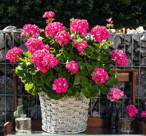 Muškát, pelargonie páskatá 'Green Idols Rose With Eye' - Pelargonium zonale 'Green Idols Rose With Eye'