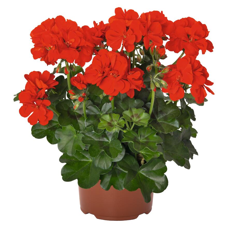 Muškát, pelargonie převislá jednoduchá 'Atlantic Fire - Pelargonium peltatum 'Atlantic Fire