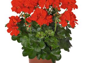 Muškát, pelargonie převislá plnokvětá 'Atlantic Fire - Pelargonium peltatum 'Atlantic Fire