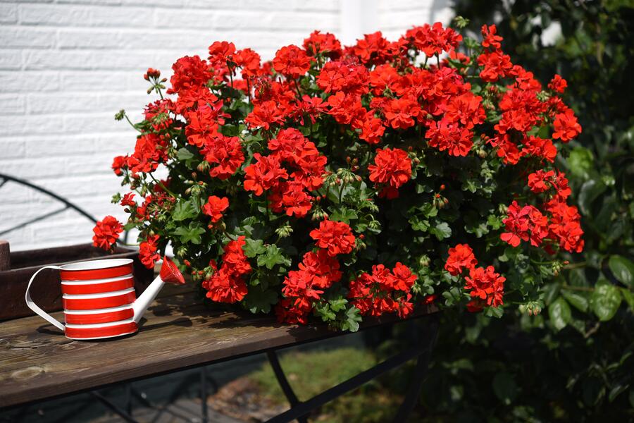 Muškát, pelargonie převislá jednoduchá 'Atlantic Fire - Pelargonium peltatum 'Atlantic Fire