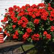 Muškát, pelargonie převislá jednoduchá 'Atlantic Fire - Pelargonium peltatum 'Atlantic Fire