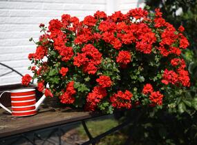 Muškát, pelargonie převislá plnokvětá 'Atlantic Fire - Pelargonium peltatum 'Atlantic Fire