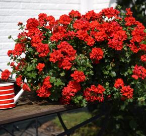 Muškát, pelargonie převislá jednoduchá 'Atlantic Fire - Pelargonium peltatum 'Atlantic Fire