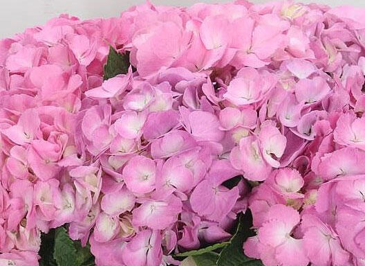 Hortenzie velkolistá 'Candy Pink'® - Hydrangea macrophylla 'Candy Pink'®
