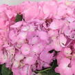 Hortenzie velkolistá 'Candy Pink'® - Hydrangea macrophylla 'Candy Pink'®