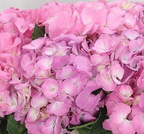 Hortenzie velkolistá 'Candy Pink'® - Hydrangea macrophylla 'Candy Pink'®