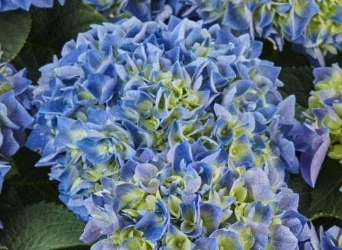 Hortenzie velkolistá 'Candy Blue'® - Hydrangea macrophylla 'Candy Blue'®