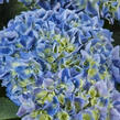 Hortenzie velkolistá 'Candy Blue'® - Hydrangea macrophylla 'Candy Blue'®