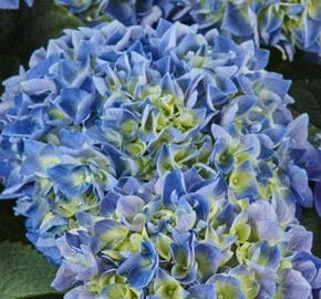 Hortenzie velkolistá 'Candy Blue'® - Hydrangea macrophylla 'Candy Blue'®