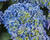 Hortenzie velkolistá 'Candy Blue'®