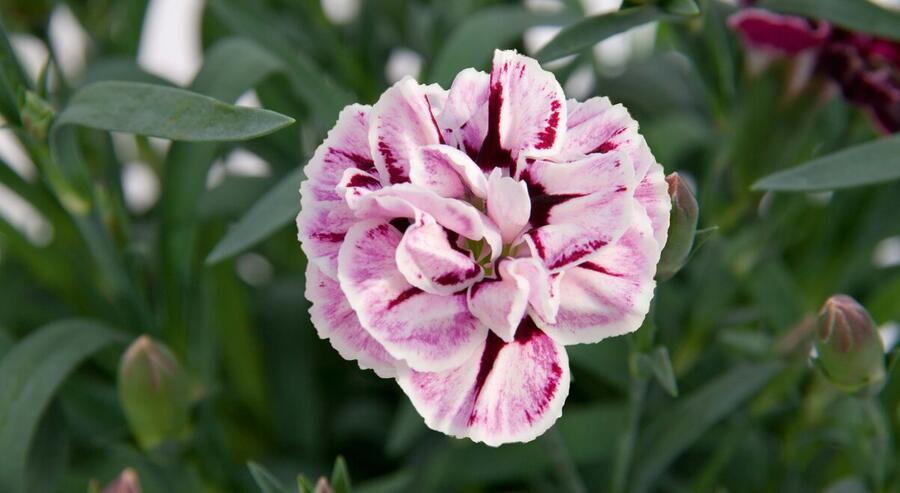 Hvozdík karafiát 'Capitan Diaz' - Dianthus caryophyllus 'Capitan Diaz'