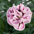 Hvozdík karafiát 'Capitan Diaz' - Dianthus caryophyllus 'Capitan Diaz'