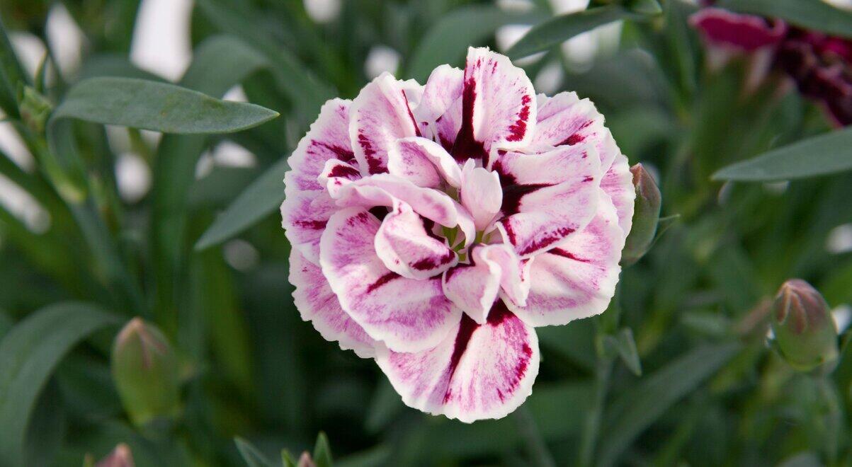 Hvozdík karafiát 'Capitan Diaz' - Dianthus caryophyllus 'Capitan Diaz'