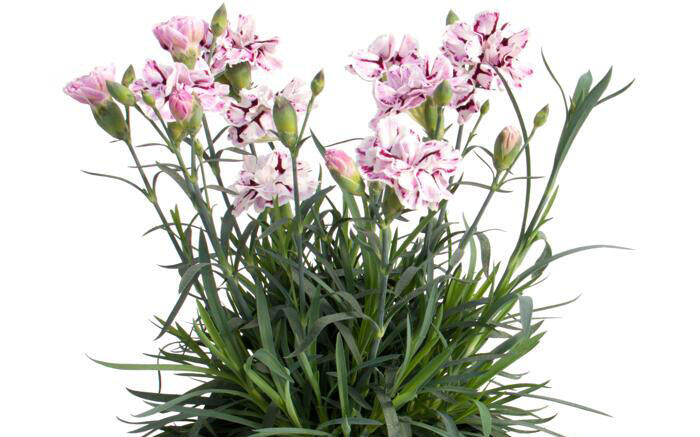 Hvozdík karafiát 'Capitan Diaz' - Dianthus caryophyllus 'Capitan Diaz'