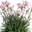 Hvozdík karafiát 'Capitan Diaz' - Dianthus caryophyllus 'Capitan Diaz'