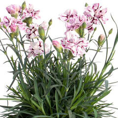 Hvozdík karafiát 'Capitan Diaz' - Dianthus caryophyllus 'Capitan Diaz'