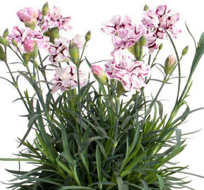 Hvozdík karafiát 'Capitan Diaz' - Dianthus caryophyllus 'Capitan Diaz'