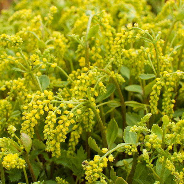Chiastophyllum-oppositifolium-(6)
