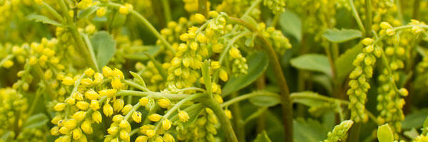 Chiastophyllum-oppositifolium-(6)