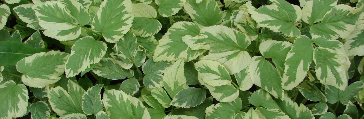 Aegopodium podagraria 'Variegatum'