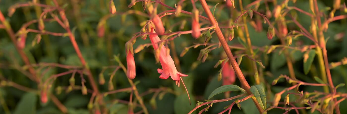 Phygelius x rectus ''African Queen''