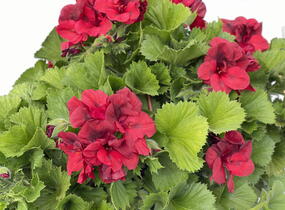Muškát, pelargonie velkokvětá 'Elegance Franny' - Pelargonium grandiflorum 'Elegance Franny'