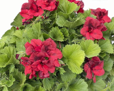 Muškát, pelargonie velkokvětá 'Elegance Franny'