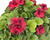 Muškát, pelargonie velkokvětá 'Elegance Franny'