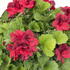 muskat-pelargonie-velkokveta-elegance-franny.jpg