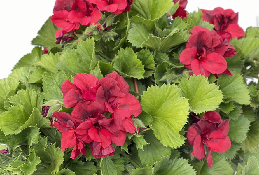 Muškát, pelargonie velkokvětá 'Elegance Franny' - Pelargonium grandiflorum 'Elegance Franny'