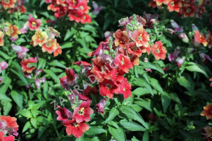 Hledík větší 'Dazzling Lips Sunset' - Antirrhinum majus 'Dazzling Lips Sunset'