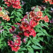 Hledík větší 'Dazzling Lips Sunset' - Antirrhinum majus 'Dazzling Lips Sunset'