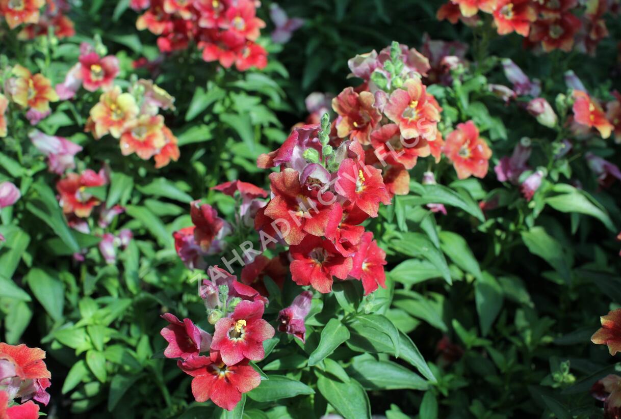 Hledík větší 'Dazzling Lips Sunset' - Antirrhinum majus 'Dazzling Lips Sunset'