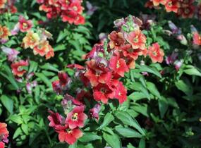 Hledík větší 'Dazzling Lips Sunset' - Antirrhinum majus 'Dazzling Lips Sunset'