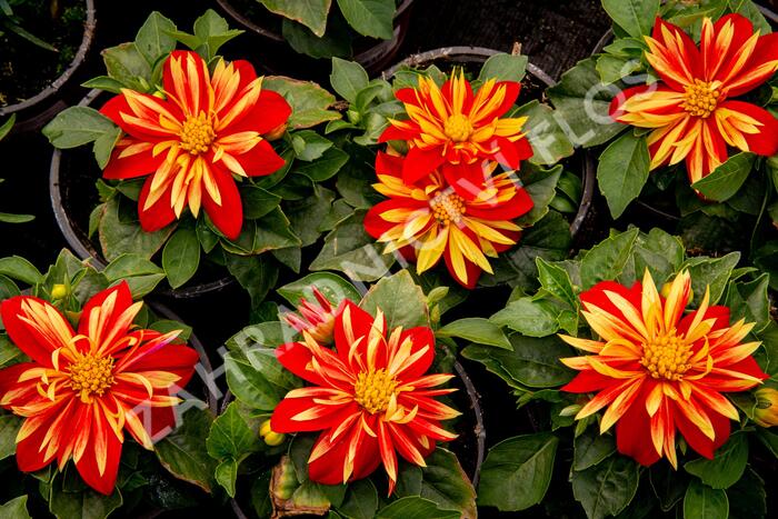 Jiřina 'DahLove Special Orange Bicolor' - Dahlia 'DahLove Special Orange Bicolor'