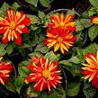 Jiřina 'DahLove Special Orange Bicolor' - Dahlia 'DahLove Special Orange Bicolor'