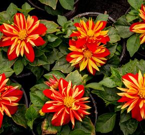 Jiřina 'DahLove Special Orange Bicolor' - Dahlia 'DahLove Special Orange Bicolor'