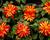 Jiřina 'DahLove Special Orange Bicolor'
