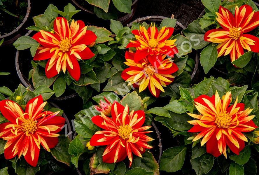 Jiřina 'DahLove Special Orange Bicolor' - Dahlia 'DahLove Special Orange Bicolor'
