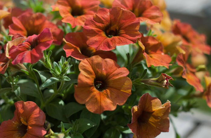 Petúnie 'Petchoa BeautiCal Cinnamon' - Petunia hybrida 'Petchoa BeautiCal Cinnamon'