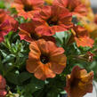 Petúnie 'Petchoa BeautiCal Cinnamon' - Petunia hybrida 'Petchoa BeautiCal Cinnamon'