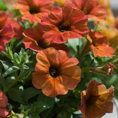 Petúnie 'Petchoa BeautiCal Cinnamon' - Petunia hybrida 'Petchoa BeautiCal Cinnamon'