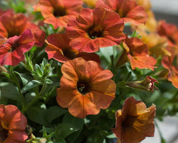 Petúnie 'Petchoa BeautiCal Cinnamon'