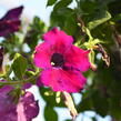 Petúnie velkokvětá 'Musica F1 Burgundy' - Petunia grandiflora 'Musica F1 Burgundy'