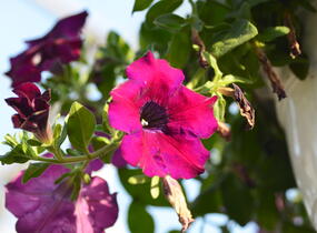 Petúnie velkokvětá 'Musica F1 Burgundy' - Petunia grandiflora 'Musica F1 Burgundy'