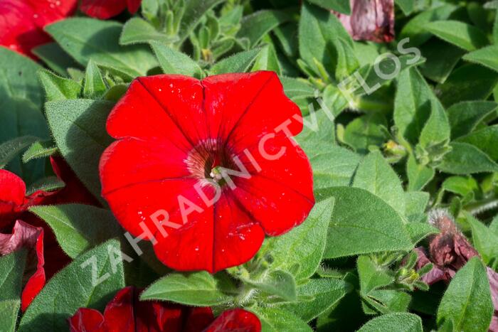 Petúnie velkokvětá 'Musica F1 Red' - Petunia grandiflora 'Musica F1 Red'
